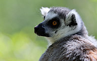 01 Ring-tailed Lemur (Lemur catta)